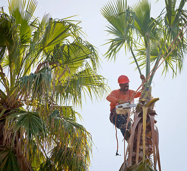 Trusted Caddo Mills, TX Tree Services Experts